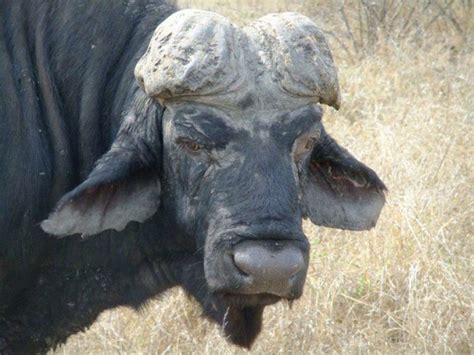 What is a “trophy” Cape Buffalo? – Trad Bow Safaris