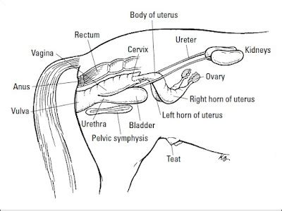 Female Horse Reproductive System - Reproduction Online