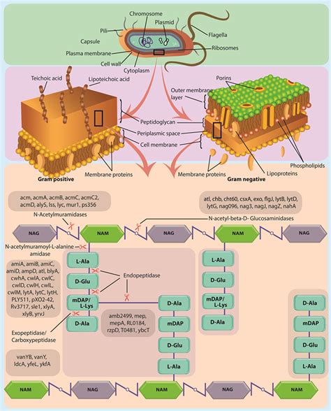 Sites of action of peptidoglycan hydrolases on bacterial cell wall | Download Scientific Diagram