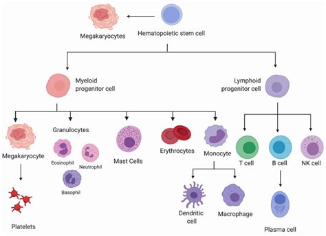 Erythrocyte