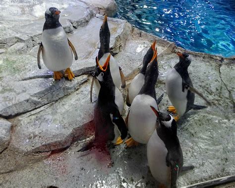 The Gentoo penguins in the Detroit Zoo's penguin habitat … | Flickr