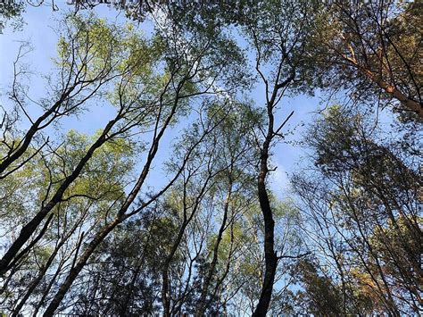 Forest At The Sallandse Heuvelrug National Park Sky Tree Hellendoornse ...