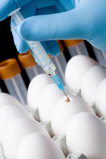 Bird Flu Vaccine Production Stock Photo - Download Image Now - iStock