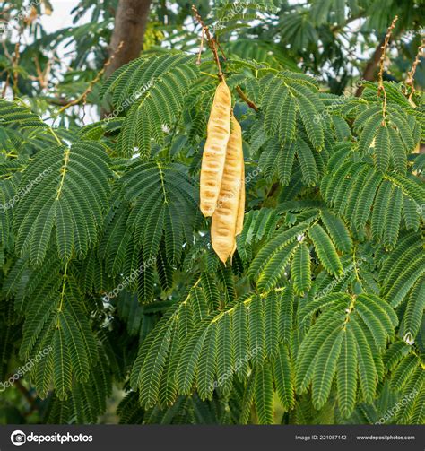 Tree with long hanging pods | Acacia Tree Hanging Seed Pods Leucaena Leucocephala — Stock Photo ...