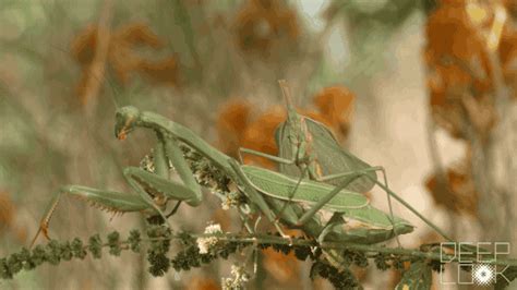 Praying Mantis Eating Mate