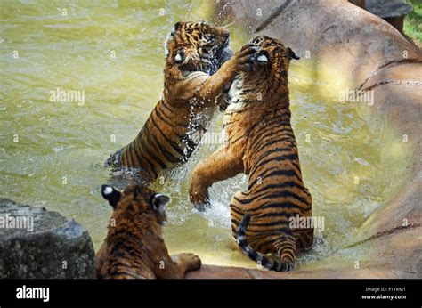 Baby tiger playing hi-res stock photography and images - Alamy