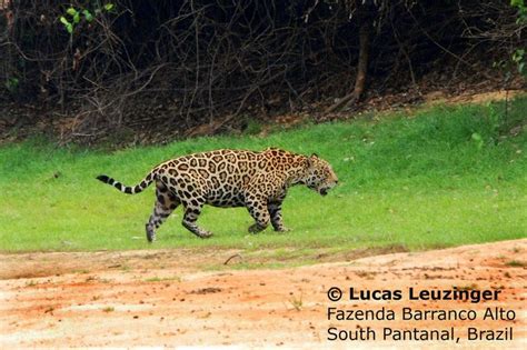 Jaguar in Brazil - Animal vs Animal