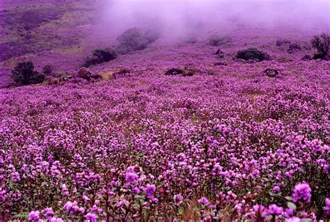 Neelakurinji Flower that Blooms Once in 12 years | SOTC