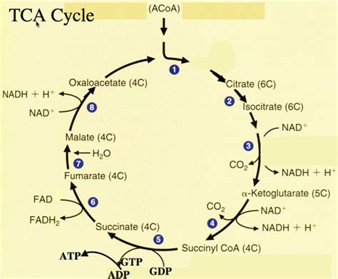 TCA Cycle | Biochemart