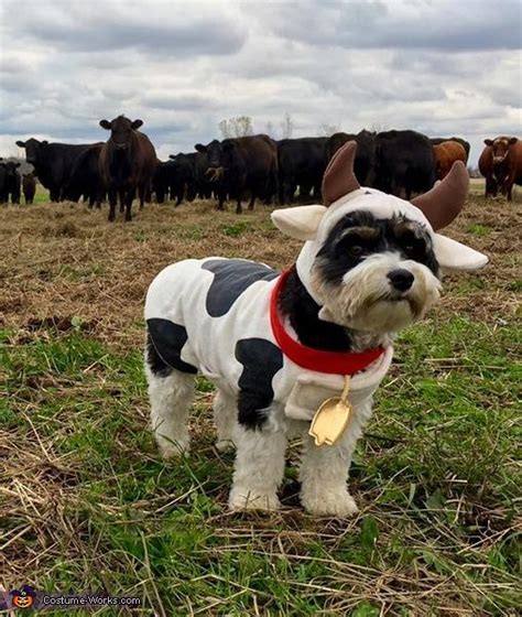 Cow Dog Costume | Cute dog halloween costumes, Cute dog costumes, Pet ...