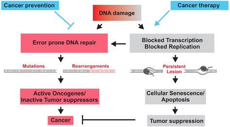 Frontiers | DNA repair mechanisms in cancer development and therapy ...