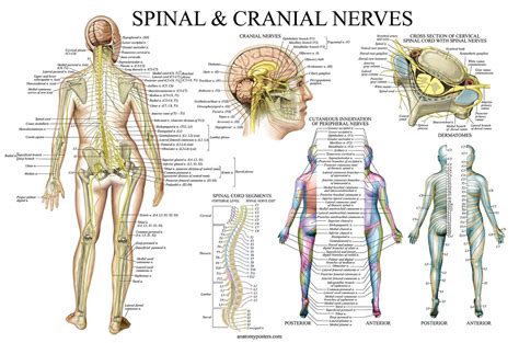 Spinal Nerves Anatomical Chart - Spine and Cranial Nervous System ...