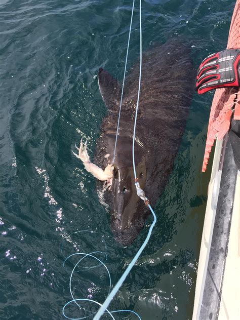 PIER project aims to understand movements of the rare Pacific Sleeper ...