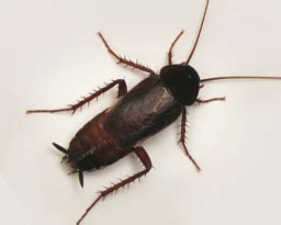 Oriental Cockroach | Roach | cockroach | Insect