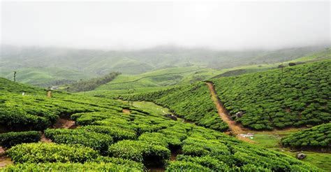 Tea plantations of Munnar, Kerala | Munnar, Tea estate, India travel