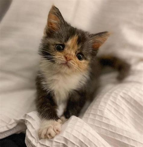 Kitten with Strong Will Transforms from Tiny Preemie to Adorable Fluffy ...