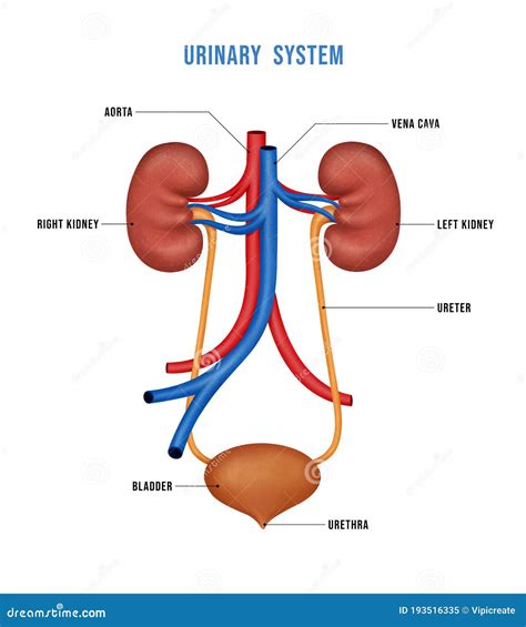 Human Kidney Medical Diagram. Human Urinary System Diagram Realistic 3d ...