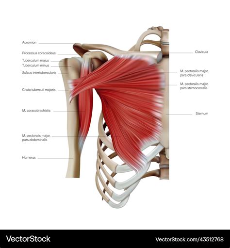 Anatomy and structure of the pectoral muscles Vector Image