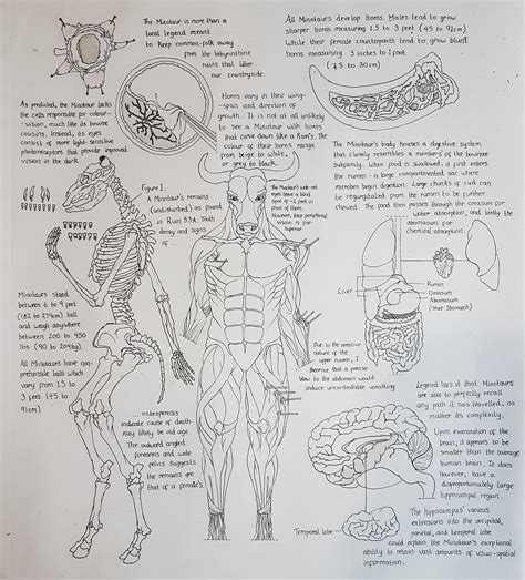 [Art] My Take on D&D Anatomy #2 : r/DnD