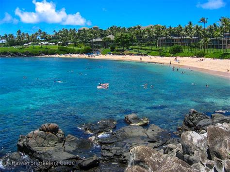 Kapalua Bay Snorkeling Secrets! The Complete Guide to Maui Snorkeling!