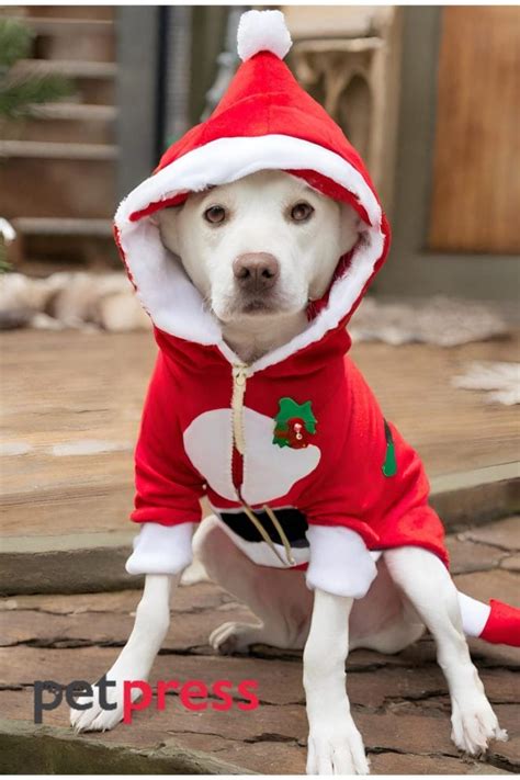 A Festive Collection of the Cutest Dog Christmas Sweaters