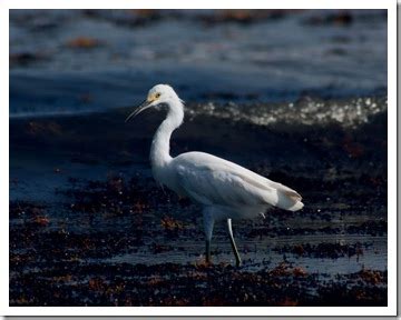 Anthony Rabun: Gulf Coast Wildlife