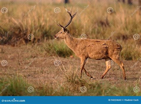 Barasingha Deer in the Nature Habitat in India Stock Photo - Image of forest, kanha: 94224642