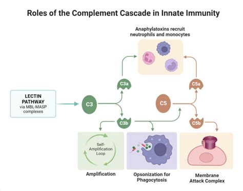 Lectin Pathway of the complement system