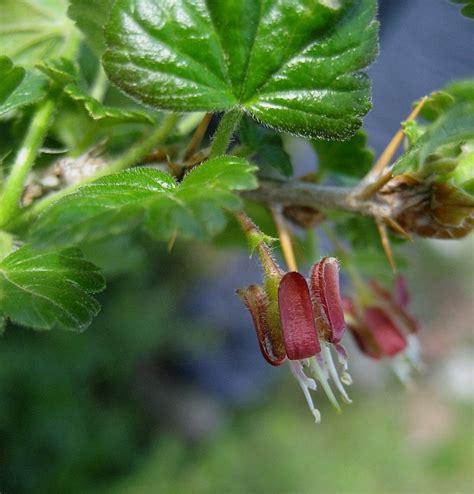 Ribes uva-crispa (European gooseberry): Go Botany