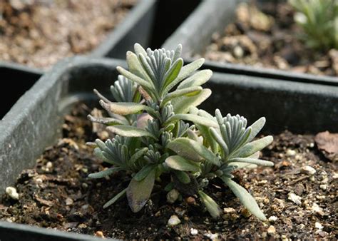 Lavender Seedling at Young Living Farms