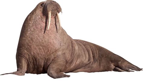 Walrus Sitting On The Ground PNG Image - PurePNG | Free transparent CC0 ...