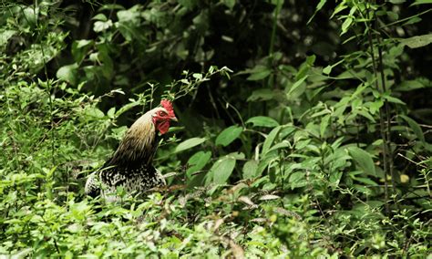 Where Do Chickens Sleep In The Wild? - Backyard Farm Life