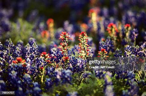 157 Bluebonnets And Indian Paintbrushes Stock Photos, High-Res Pictures ...