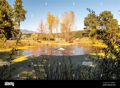 Willow Pond and aspen trees in fall colors at the Flagstaff arboretum Stock Photo - Alamy