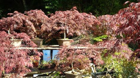 Weeping Japanese Maple Bonsai Outside Nanaimo, Parksville Qualicum Beach