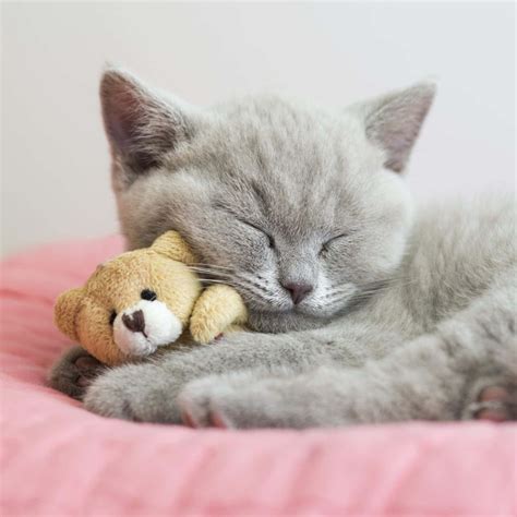 Download Sleeping Grey Cute Cat Picture | Wallpapers.com