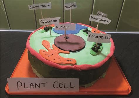 Building cell models - Abingdon Prep School