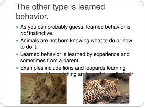 PPT - Animal Behavior PowerPoint Presentation, free download - ID:154558