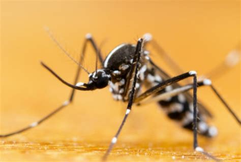 What is Yellow Fever, Vector-Borne Disease Prevalent During Monsoon? Know The Causes, Symptoms ...