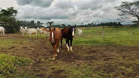 5 Cheapest Horse Breeds: Budget-Friendly [+ Prices] - Equineigh