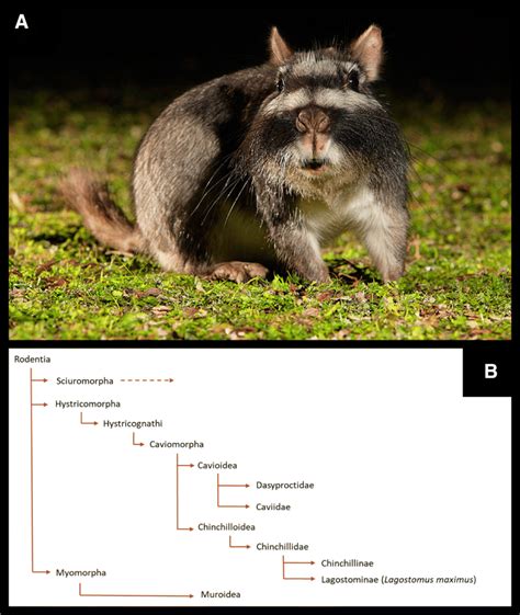 The South American plains vizcacha, Lagostomus maximus, and the... | Download Scientific Diagram