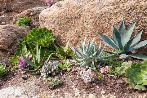 12 Rockery Plants To Grow On Rock Gardens – Real Men Sow