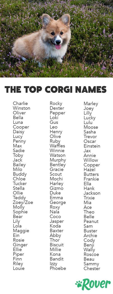 The 158 Most Popular Corgi Names | Corgi names, Top dog names, Dog names