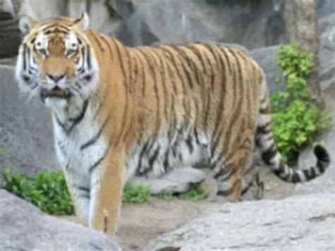 Caspian tiger - Alchetron, The Free Social Encyclopedia