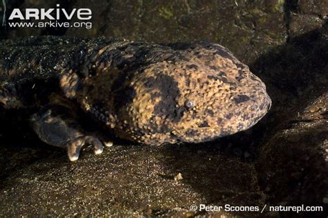 Japanese Giant Salamander - The Biology Brutes