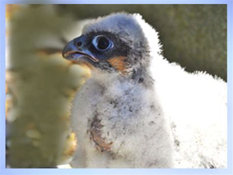 Spreebird wildlife: Shaheen SHAHEEN FALCON (Military state-bird of the Pakistan Air Force)