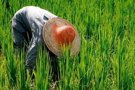 Premium Photo | Farmer harvesting rice