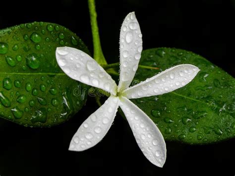 Natal Plum flower 3 stock image. Image of drops, plums - 51837651