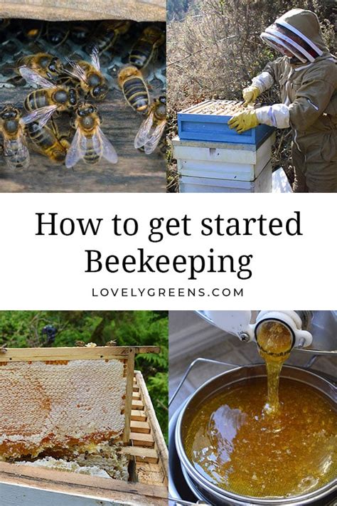 Getting started with Beekeeping: tips for the beginner beekeeper