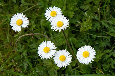 Daisies | Free Stock Photo | Small white daisies | # 8203